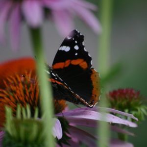 Meet your Posher, Annie